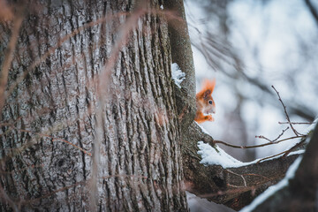 A squirrel on a snowy tree. A squirrel with a small nut that I hold in my front paws.
