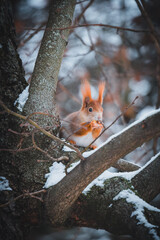 A squirrel on a snowy tree. A squirrel with a small nut that I hold in my front paws.