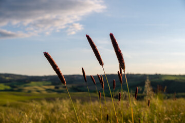 Typical flora in the Orcia Valley, Tuscany, Italy.