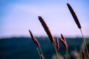Typical flora in the Orcia Valley, Tuscany, Italy.
