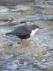 Fototapeta premium dipper ((Cinclus cinclus), white-throated dipper 