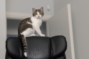 Cute tabby kitten sitting on top of a black leather chair at home.