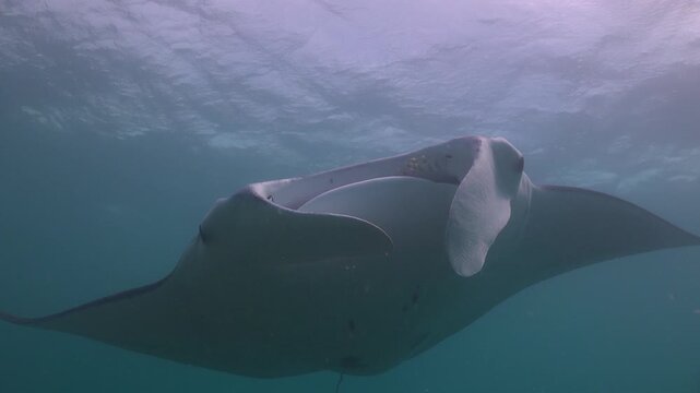 Reef manta ray (Mobula alfredi) moves in an arc from right to left above the camera, nearly touching it, then remains swimming over the reef.
