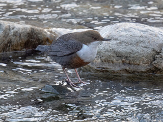 dipper ((Cinclus cinclus),  white-throated dipper 
