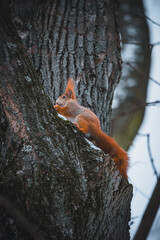 A squirrel on a snowy tree. A squirrel with a small nut that I hold in my front paws.