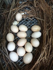 eggs in the nest