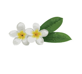 white flower with green leaves