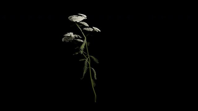 Achillea Millefolium flower tree swaying in summer and spring wind, realistic animation with transparent background and alpha channel in 4k