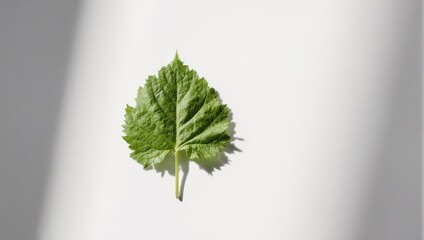 Single Green Leaf on White Background with Shadow.