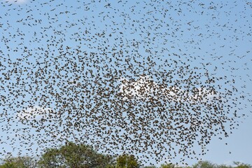 Ein Schwarm Blutschnabelweber (quelea quelea) fliegt zum Wasserloch im Etoscha Nationalpark