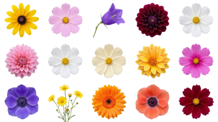 Set of 15 Assorted Colorful Flowers isolated PNG with Transparent Background