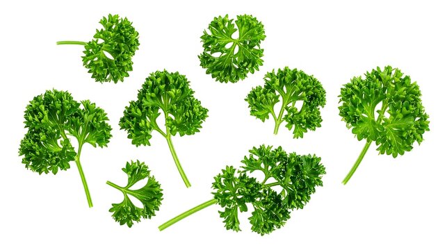 Collection of Fresh Green Curly Parsley Sprigs Isolated on White Background for Culinary Mockup