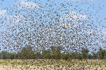 Ein Schwarm Blutschnabelweber (quelea quelea) fliegt zum Wasserloch im Etoscha Nationalpark