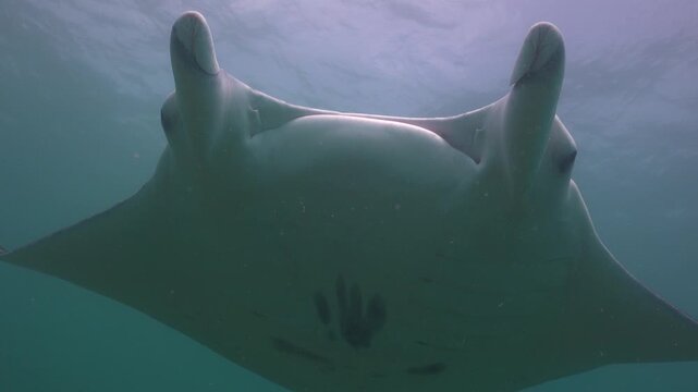Reef manta ray (Mobula alfredi) slowly glides centered above the camera, filling the entire frame. Filmed in 4K near Yap Island.