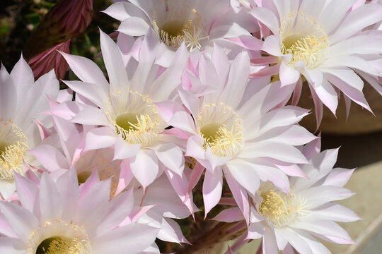 Eyries cactus flower - Latin name - Echinopsis oxygona