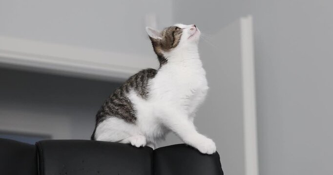 Tabby kitten chattering and chirping while looking up from an armchair