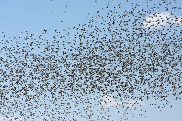 Ein Schwarm Blutschnabelweber (quelea quelea) fliegt zum Wasserloch im Etoscha Nationalpark