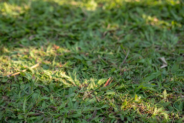 Green grass with shadow texture for background