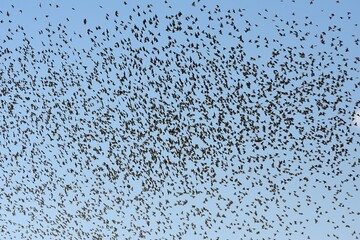 Ein Schwarm Blutschnabelweber (quelea quelea) fliegt zum Wasserloch im Etoscha Nationalpark
