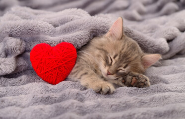 Cute kitten sleeping under grey blanket with red heart