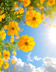 Vibrant Yellow Cosmos Flowers Against a Sunny Blue Sky.