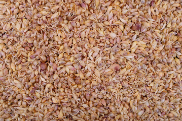 Background texture of small garlic bulbils for planting