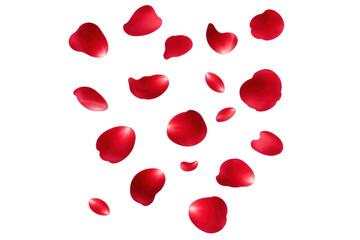 Red rose petals falling, creating a romantic cascade on transparent background, symbolizing love, wedding, and celebration