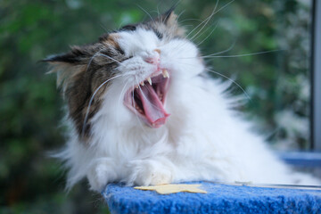 Close up of sleepy cute fluffy white cat in clear bowl on cat tree. Mixed breed cat between Maine Coon and Scottish Fold.