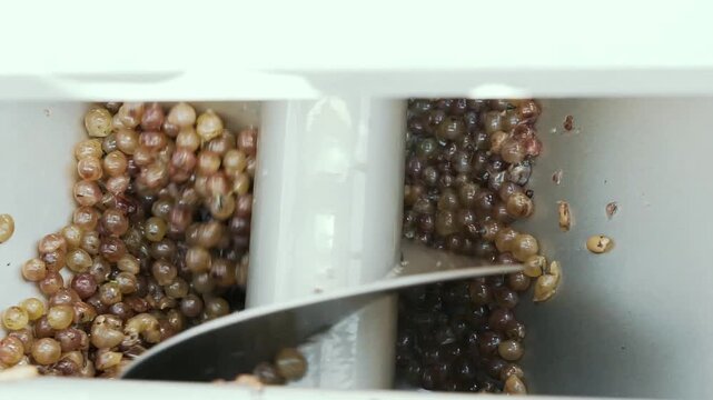 Wine factory, grape processing metal machine squeezing.