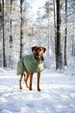 Ein Hund steht mit Wintermantel im Wald. Rhodesian Richback  mit Winterjacke.