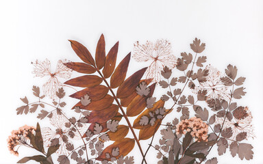 Motyw florystyczny, suchy bukiet, kwiaty i liście na białym tle, tapeta, dekoracja.