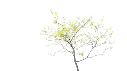 Isolated green tree with lush summer leaves and a sturdy trunk set against a white background for nature design or spring illustration
