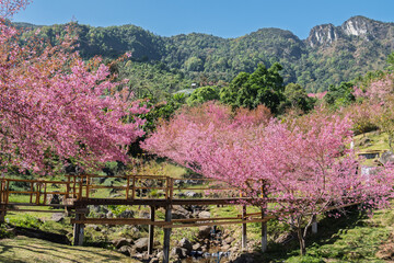 Beautiful landscape, pink cherry blossoms or cherry blossoms with romantic wooden bridge. Mae Wang District on Doi Inthanon National Park, Chiang Mai, Thailand