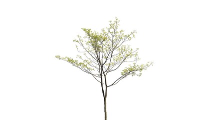 Obraz premium A single green tree with lush foliage and a tall trunk is isolated on a white background to represent natural growth and spring life