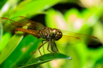 Macro side view of brown dragonfly resting on green leaf in the garden.