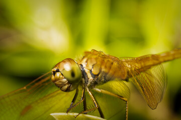 Macro side view of yellow dragonfly head and compound eye details with green background.