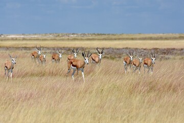 Springbockherde (Antidorcas marsupialis) im Etoscha Nationalpark in Namibia © anni94