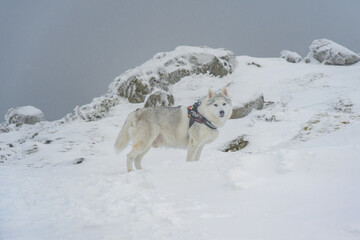 Un husky siberiano en la monta&ntilde;a