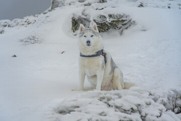 Un husky siberiano en la monta&ntilde;a