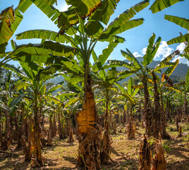 Semi-wild banana plantations in a Khmu village, Luang Prabang province, Laos