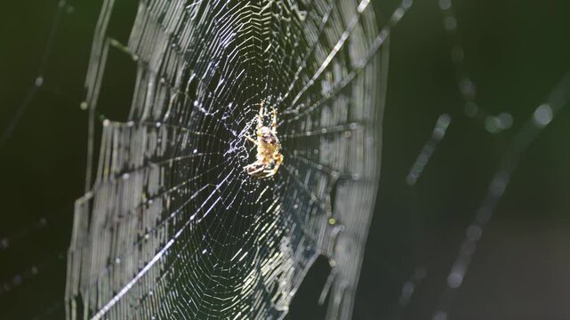 Large spider web on tree leaves close-up