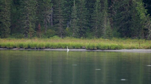 A white  heron stands in the lake water