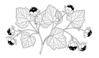 Cloudberry plant outline illustration arctic wild berry botanical vector © Songkari