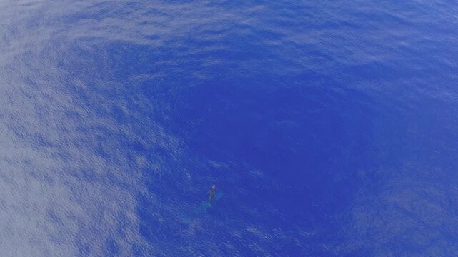 A newly born humpback whale slowly rises from the deep blue sea with the help of her mother, gently guiding her up to the surface.