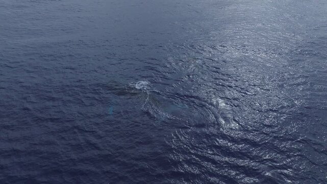 Majestic humpback whale mother and her newborn calf at the water surface, taking a last breath before diving in the deep blue sea.