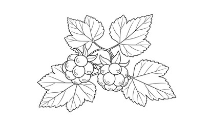 Minimal cloudberry fruit and leaf outline vector illustration isolated on white © Najmul