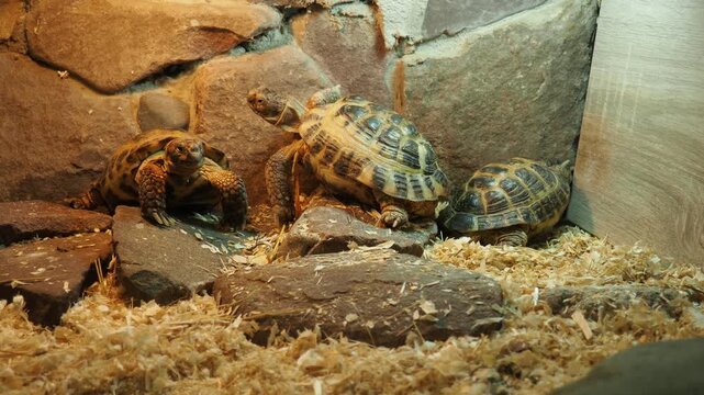 Russian Agrionemys steppe tortoise Testudo horsfieldii, Afghan or endemic Central Asian four-clawed tortoise, four-toed or Horsfield tortoise, is threatened species of tortoise in family Testudinidae