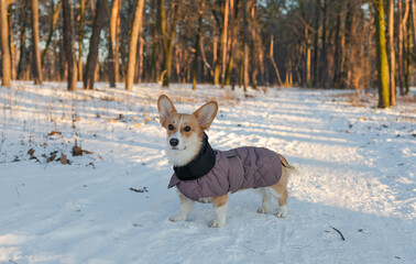 corgi dog in snow