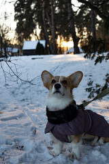 corgi dog in snow