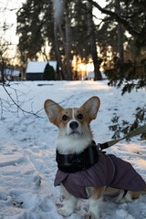 corgi dog in snow